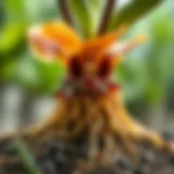 A close-up of orchid roots thriving in well-draining soil.