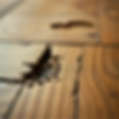 Close-up of scratched wooden flooring