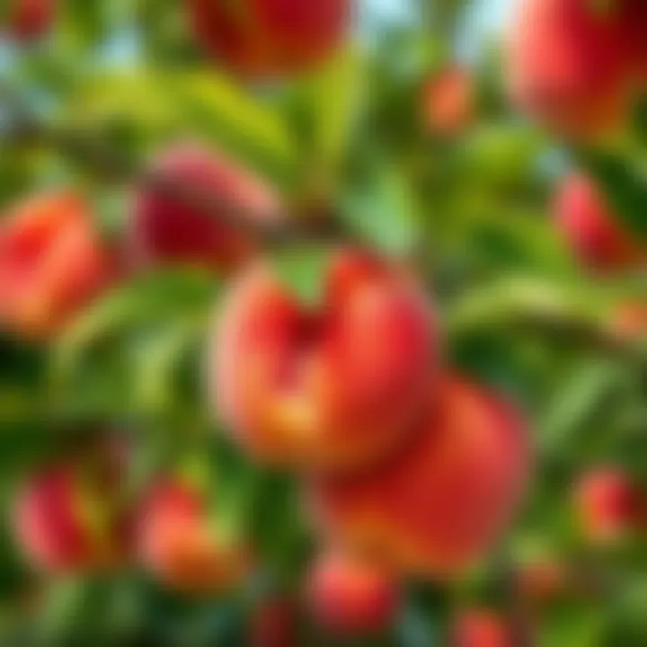 Peach tree care and maintenance