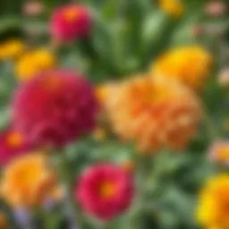 Vibrant bloom of perennial flowers in a garden setting