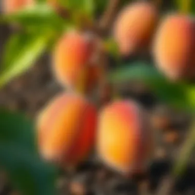 Peach kernels ready for planting