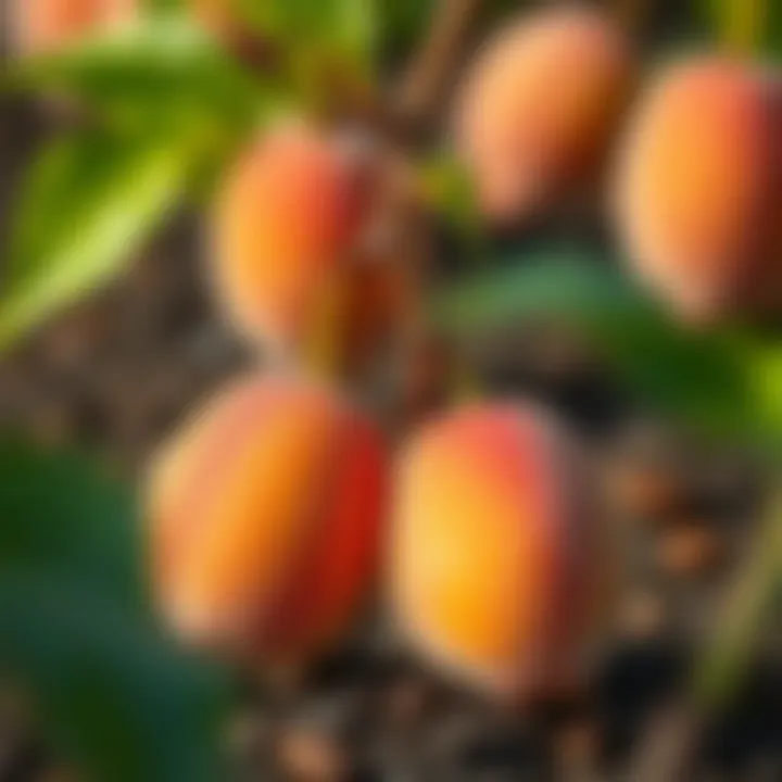 Peach kernels ready for planting