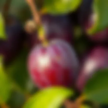 Close-up view of a plum seed ready for planting