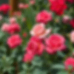 Lush rose garden in full bloom