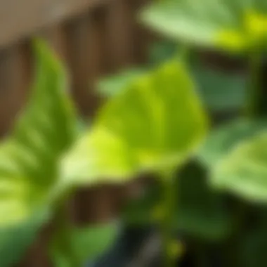 Healthy Sailflower Leaves Close-up of sailflower leaves showing healthy growth