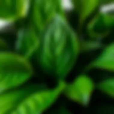 Close-up of a healthy houseplant showcasing lush green leaves