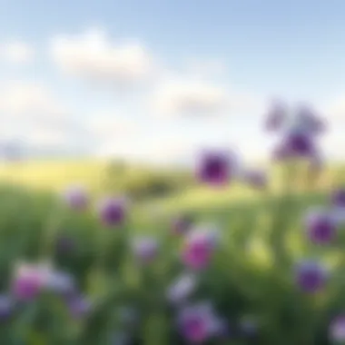 A serene landscape featuring various flowers resembling violets