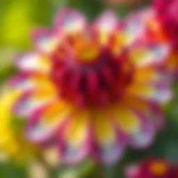 A close-up of the Siklement flower showcasing its intricate petals and vibrant colors.