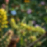 A serene garden setting with natural mosquito repellent plants