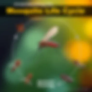 Understanding the Mosquito Life Cycle and Control Strategies An infographic showing mosquito life cycle and control methods