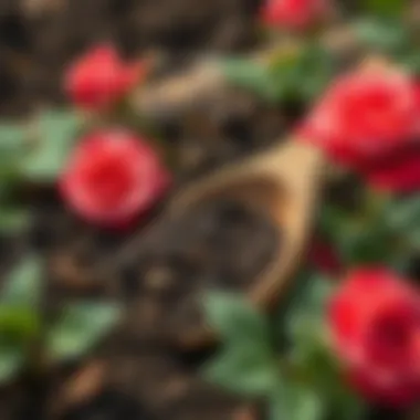 Soil preparation for rose planting