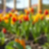 Spring Vegetables in Full Bloom Vibrant spring vegetables in a garden bed