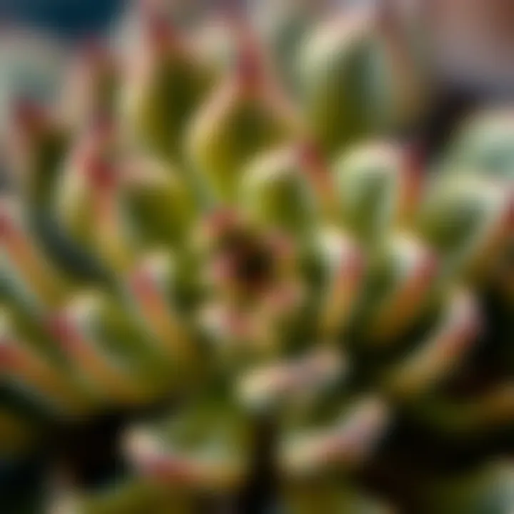 Close-up view of succulent leaves displaying unique textures and patterns