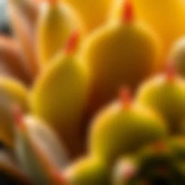 Close-up of succulent leaves showcasing water storage