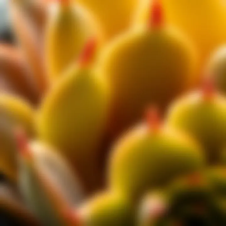 Close-up of succulent leaves showcasing water storage
