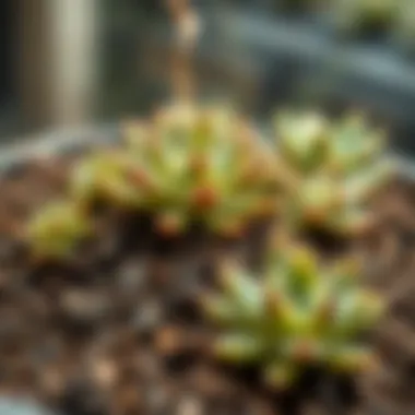 Succulent potting mix with essential ingredients