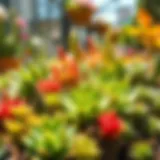 Vibrant succulent collection in bright sunlight