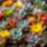 Vibrant array of succulent plants showcasing diverse shapes and colors