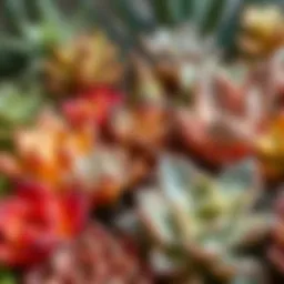 A close-up view of diverse succulent plants