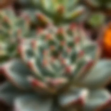 Close-up of a unique succulent leaf structure