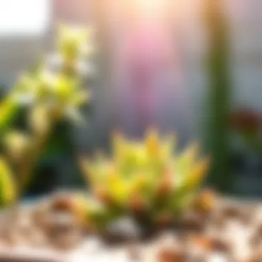 Healthy succulent thriving in the sunlight