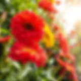 Vibrant flowers thriving in sunny garden