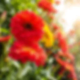 Vibrant flowers thriving in sunny garden