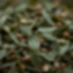 A close-up of freshly brewed tea leaves