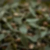 Freshly Brewed Tea Leaves A close-up of freshly brewed tea leaves