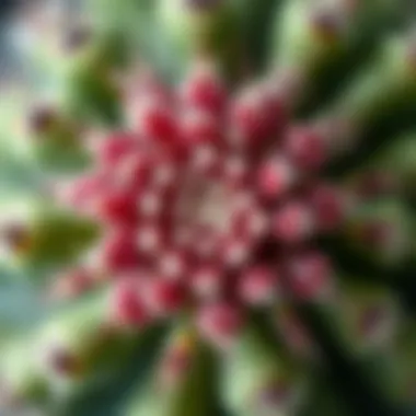 Close-up of a unique cactus flower with intricate details