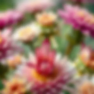 Exploring the Diversity of Everlasting Flowers A close-up of different everlasting flower species, highlighting their unique textures and shapes.