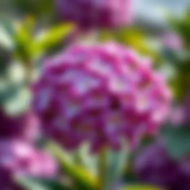 Close-up of a cluster of violet-hued blossoms