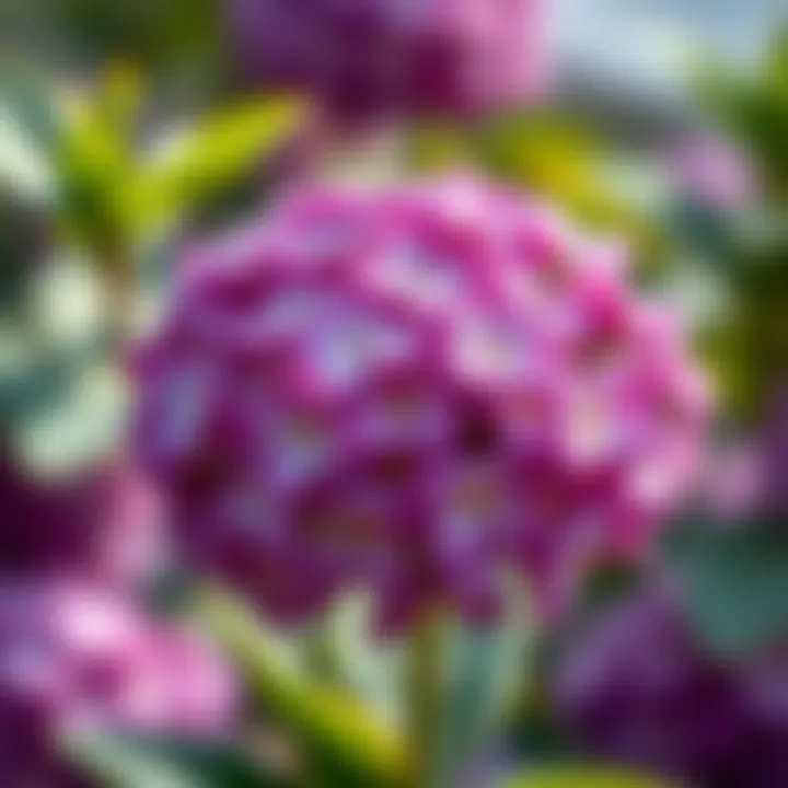 Close-up of a cluster of violet-hued blossoms