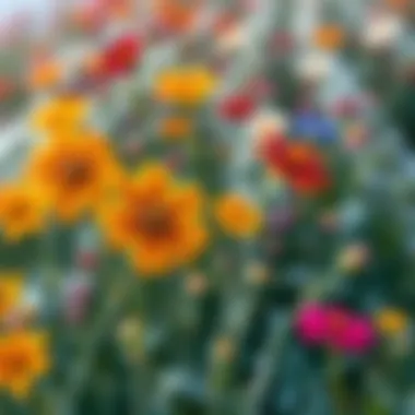 Cold-resistant flowers adding color to winter landscape