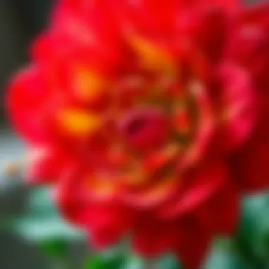 Close-up of a vibrant artificial flower symbolizing remembrance