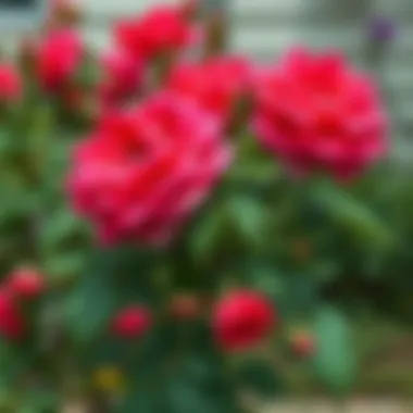 Healthy rose bush after pruning