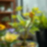 Healthy Yuka plant after pruning