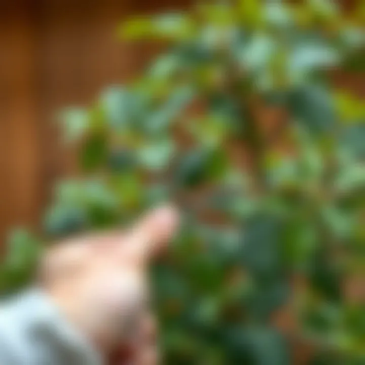 Correct pruning technique on a Yuka plant